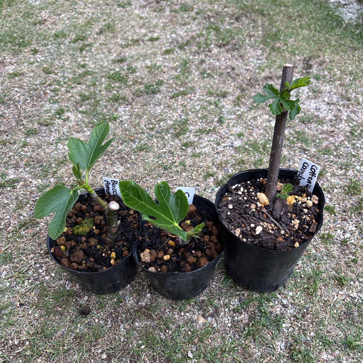 イチジク苗木　2品種セット　Rubadoルバド Smith（浅）スミス イチジク2鉢セット フランダースとロンドボーデックス【No 2