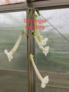 ② シンニンギア・ツービフローラ 上海の女王 Sinningia tubiflora 分球苗