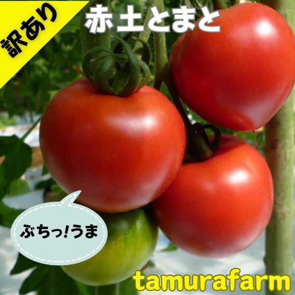 訳あり 赤土とまと トマト 2kg 高糖度 トマト 旨味 とまと ミネラル成分 大玉トマト 大玉とまと 豊富 プレミアム トマト ビタミンC