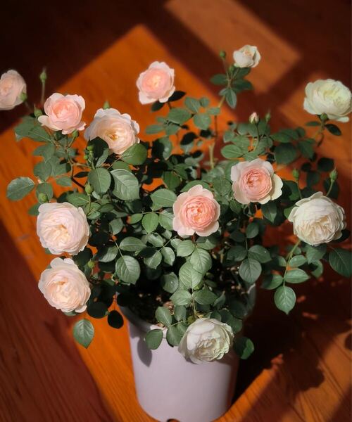 バラ小苗 開花株