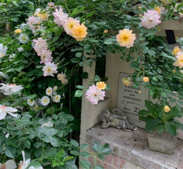 バラ小苗