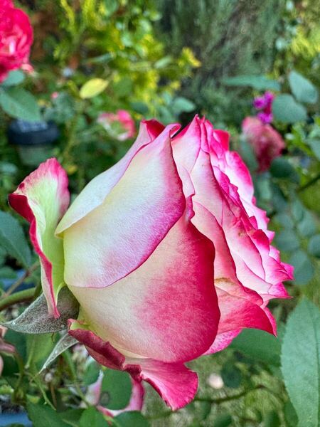 バラ小苗 開花株 四季咲き