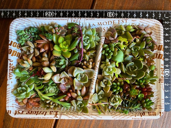 即決■送料無料■【2倍サイズ 大容量 お得】多肉植物ミニサイズおまかせセット■セダム センペルビウム エケベリアなど YR