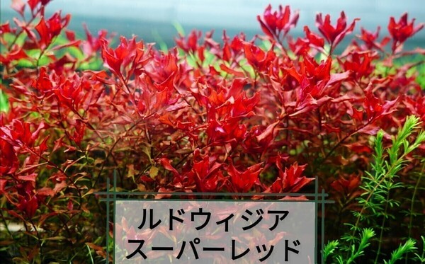10本ルドウィジアスーパーレッド 水草セット 水中葉