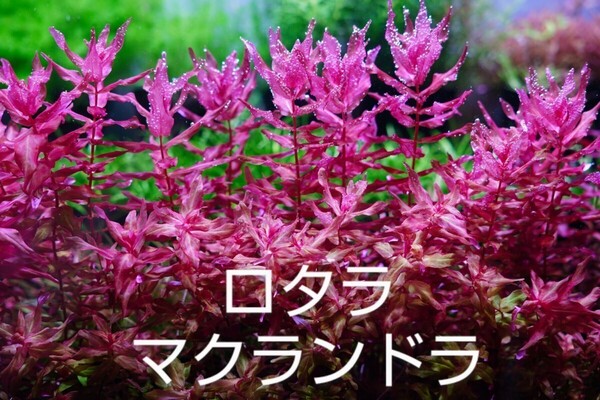 【赤系】4種水草セット 水中葉 ロタラブラッドレッド sp hra マクランドラ ルドウィジアスーパーレッド