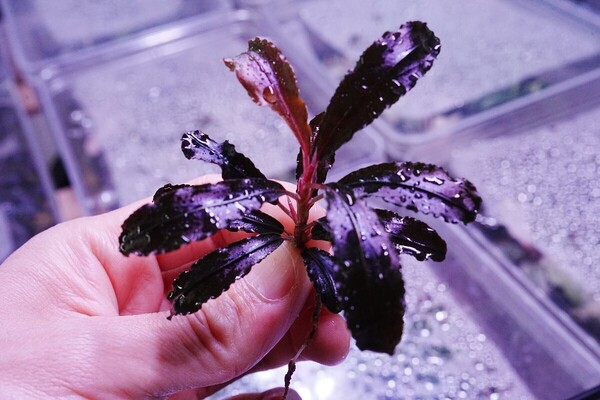 クダガン 1株 トロピカ組織培養 水上葉 水草セット 無農薬 1.2.Grow ブセファランドラ