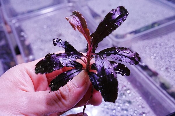 クダガン 1株 トロピカ組織培養 水上葉 水草セット 無農薬 1.2.Grow ブセファランドラ