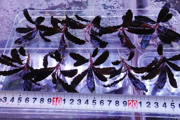 クダガン 10株 トロピカ組織培養 水上葉 水草セット 無農薬 1.2.Grow ブセファランドラ
