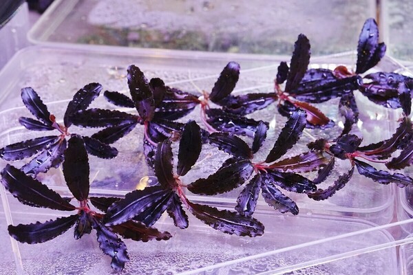クダガン 2株 トロピカ組織培養 水上葉 水草セット 無農薬 1.2.Grow ブセファランドラ