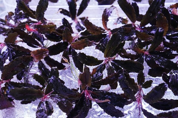 クダガン 5株 トロピカ組織培養 水上葉 水草セット 無農薬 1.2.Grow ブセファランドラ
