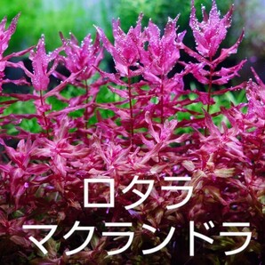 【赤系】4種水草セット 水中葉 ロタラブラッドレッド sp hra マクランドラ ルドウィジアスーパーレッド