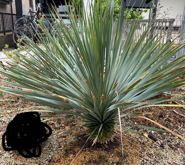 Yucca rostrata ユッカロストラータ 大株で格安