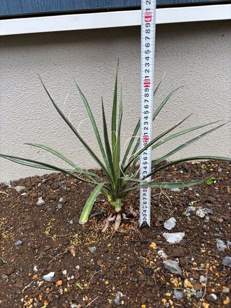 Yucca rostrata ユッカ カルネロサーナ 大株で格安