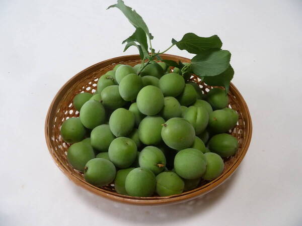 青梅 ④ 梅の実 約1.2kg 南高梅 送料込 無選別 無農薬 キズ・斑点あり 梅ジュース・梅シロップ