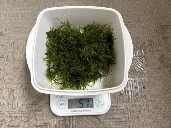 クリスマスモス 約50gアクアリウム・テラリウム用 水草 無農薬 スネール混入リスク極低い