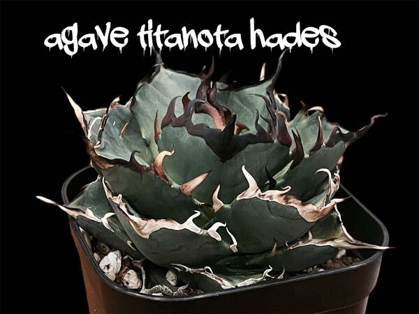 非売品級★アガベ チタノタ ハデス 黒帝斯 Hades 子株 優良血統 titanota Agave 強棘