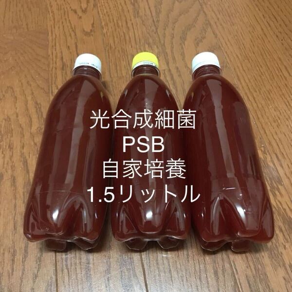 自家培養 光合成細菌 PSB 1.5リットル エサ 水質浄化