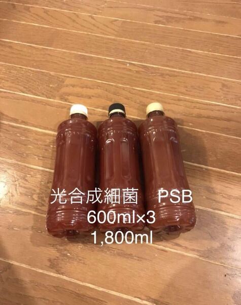 自家培養 光合成細菌 PSB 1.8リットル エサ 水質浄化