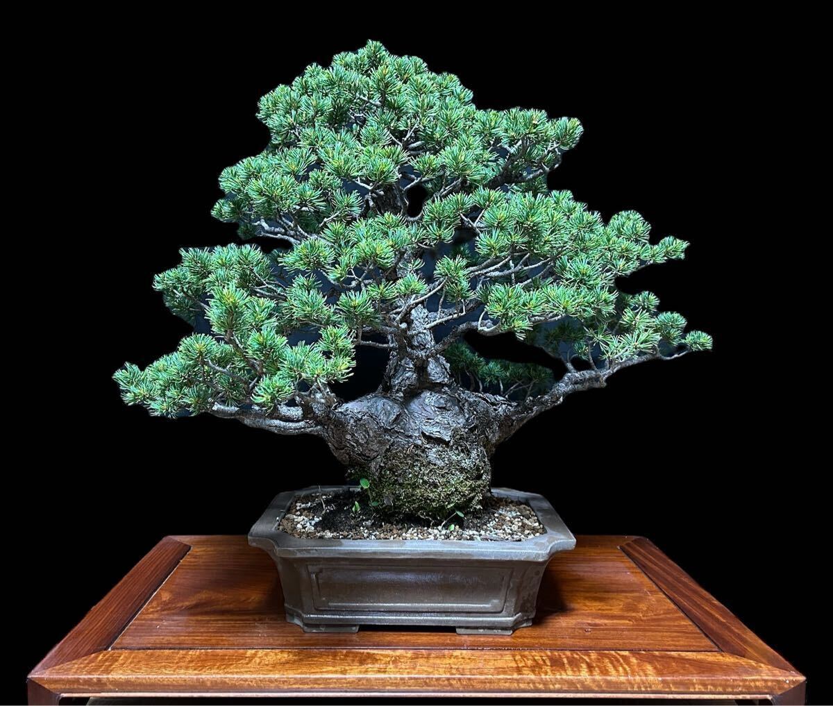 【盆栽屋大和】五葉松　盆栽　取りに来れる方大歓迎 自社配送も可 　即展示品 盆栽屋大和】五葉松盆栽取りに来れる方大歓迎 自社配送も可 即展示品