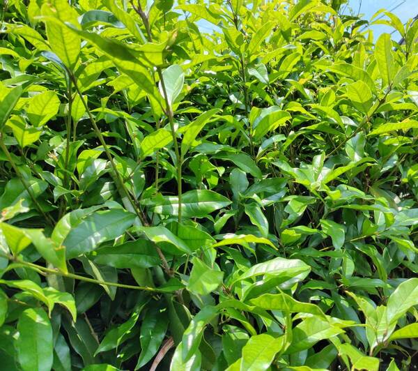 金木犀 キンモクセイ挿し穂10本 ☆無農薬