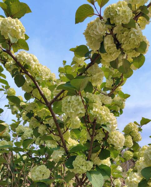 オオデマリ 手毬花 挿し穂5本☆無農薬