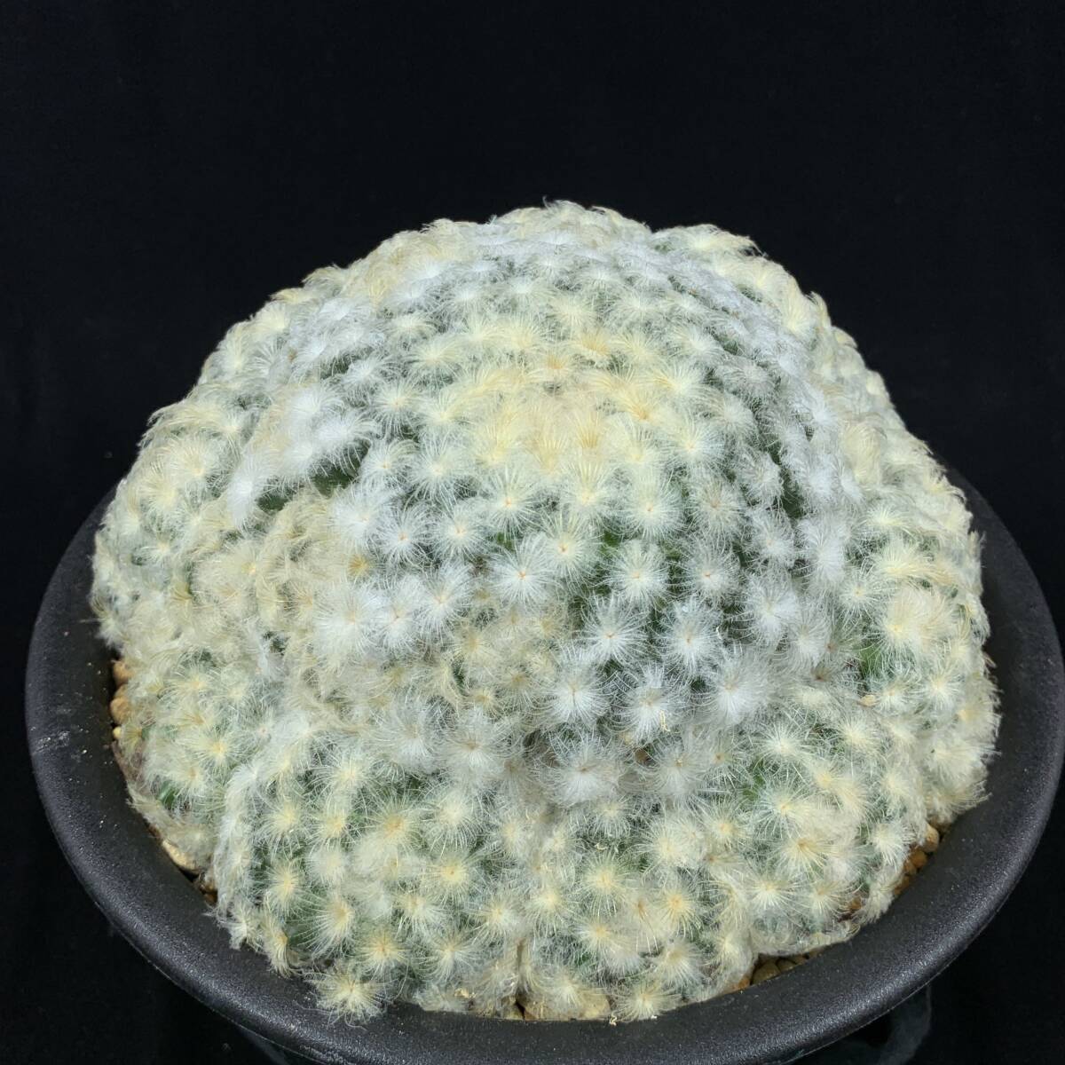 Yahoo!オークション -「パンチパーマ」(サボテン) (観葉植物)の