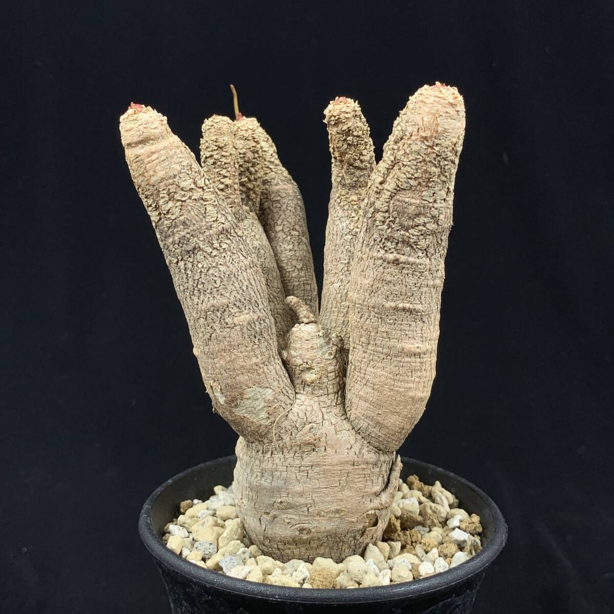 Yahoo!オークション -「ユーフォルビアクリスパ」の落札相場