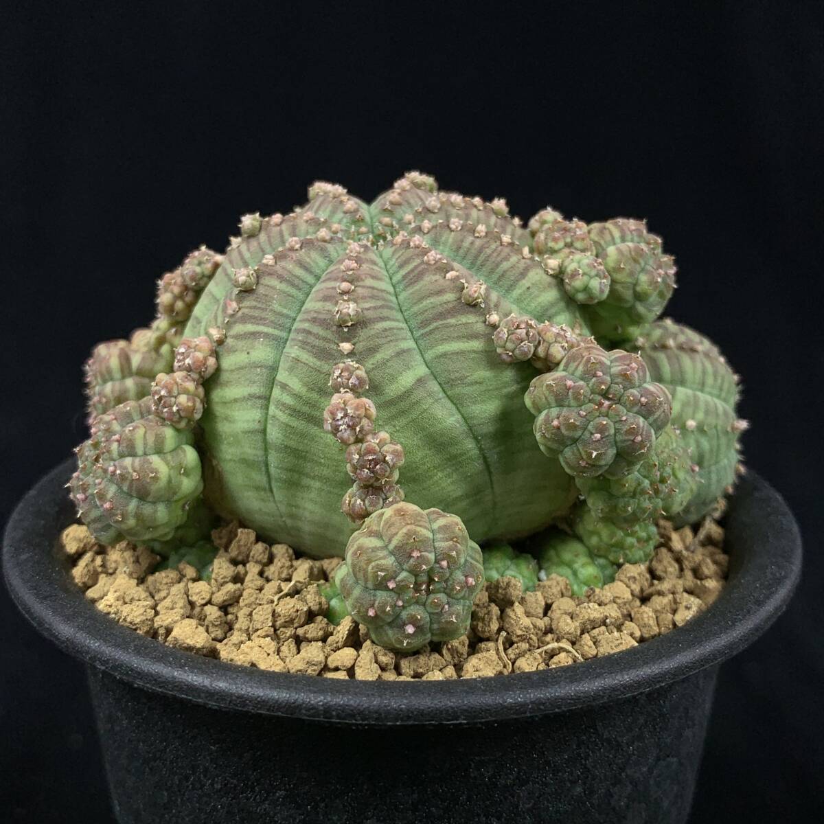 ユーフォルビア　サピニー×ベネフィカ　実生　塊根 ユーフォルビア サピニー【621】 | PROTOLEAF プロトリーフ