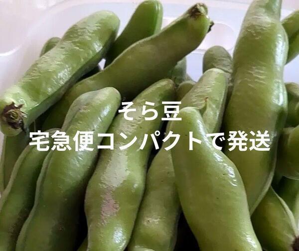 送料無料 香川県産 新鮮なそら豆 ネコポス