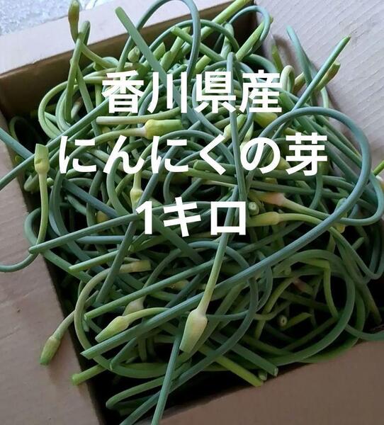 送料無料 香川県産 にんにく ニンニクの芽 1kg