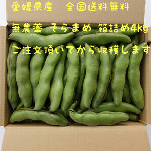 無農薬 そら豆 箱詰め 4kg 愛媛県産 送料無料 そらまめ 空豆 ソラマメ蚕豆 今が旬です!!