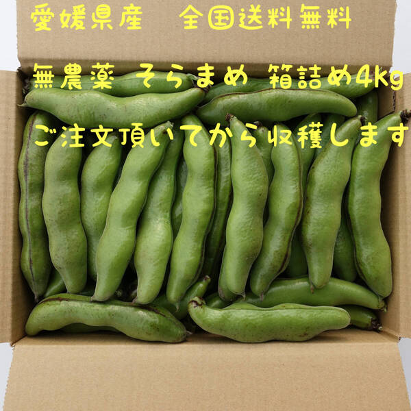 無農薬 そら豆 箱詰め 4kg 愛媛県産 送料無料 そらまめ 空豆 ソラマメ蚕豆 今が旬です!!