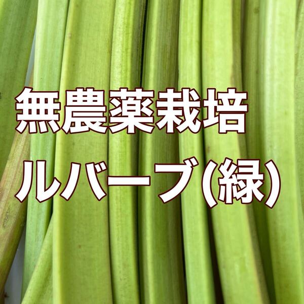 ルバーブ 2キロ 千葉県産露路栽培 無農薬