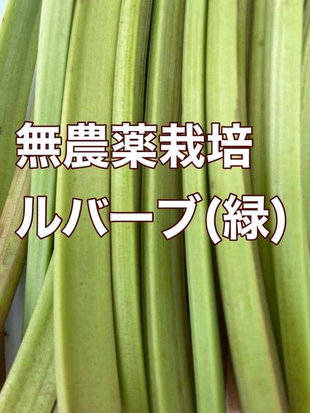 無農薬ルバーブ 2キロ 千葉県産露地栽培野菜