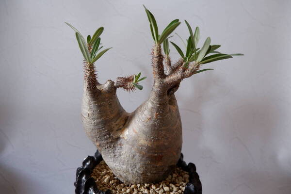 【お引取り限定/沖縄】パキポディウム 2頭グラキリス 株幅16cm 発根済 現地球 塊根植物 陶器鉢付き 陶房然庵 沖縄