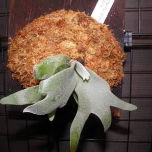 P. willinckii Golden boy sporeling ゴールデンボーイ 【Honok】#30