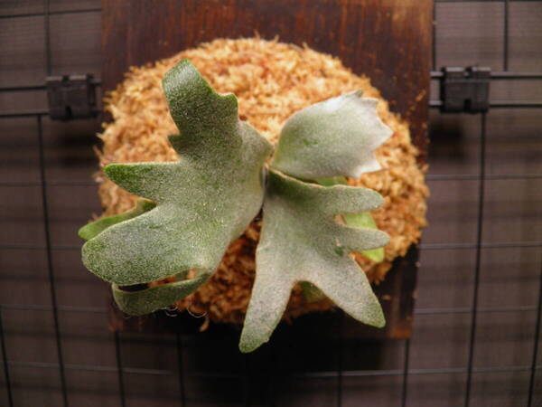 P. willinckii Golden boy sporeling ゴールデンボーイ 【Honok】#26