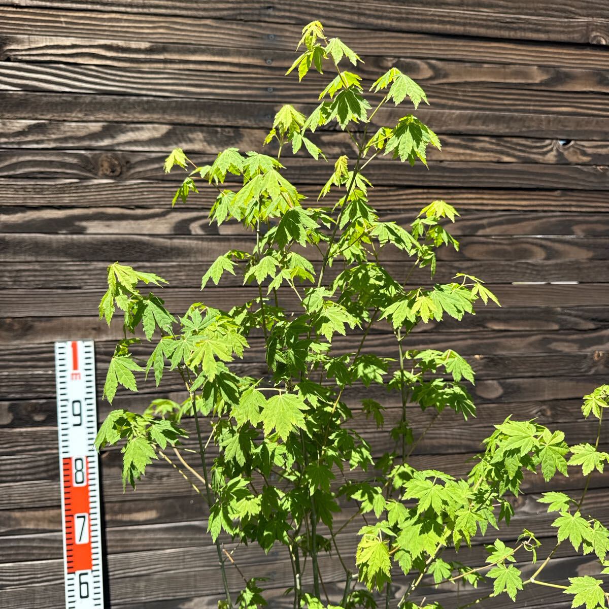 コハウチワカエデ/山採り天然木【現品発送】管理70448 コハウチワカエデ/山採り天然木【現品発送】管理70448