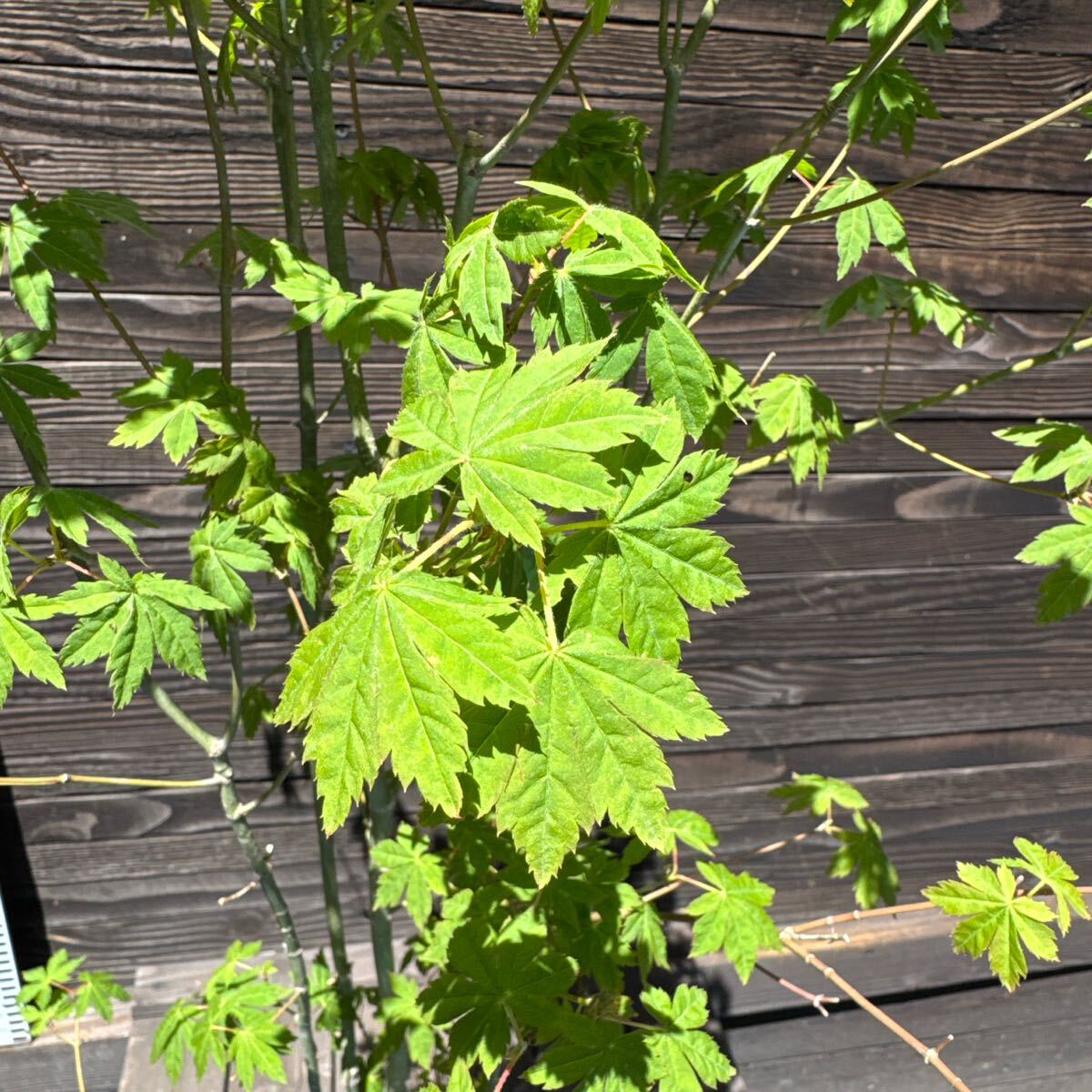 コハウチワカエデ/山採り天然木管理70337