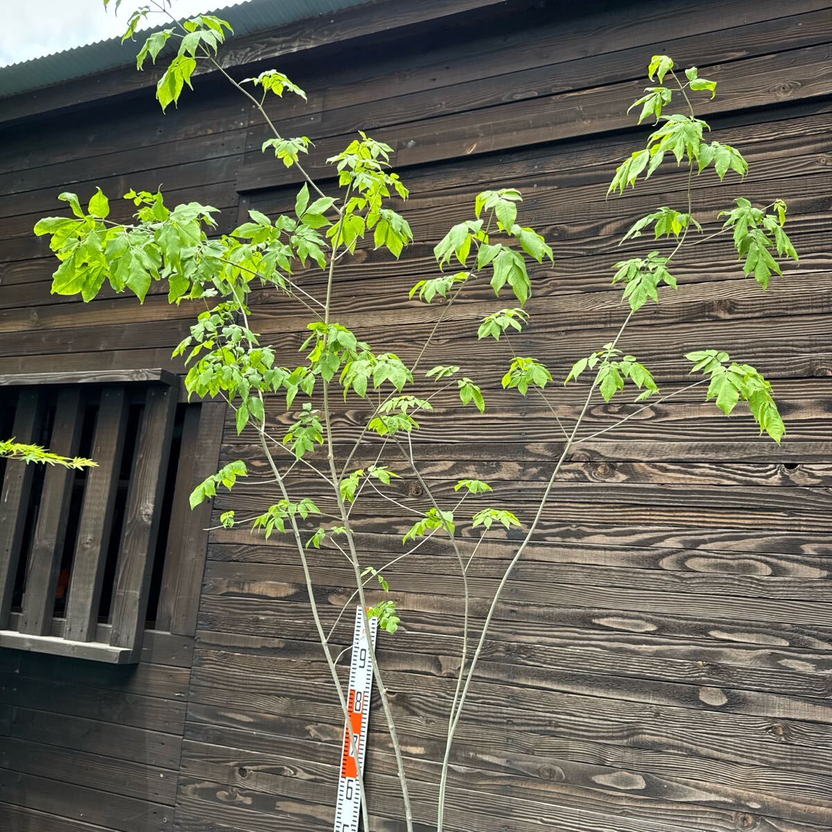 自生山採り/アオダモ/大株【現品発送】管理70393 自生山採り/アオダモ/大株管理70393