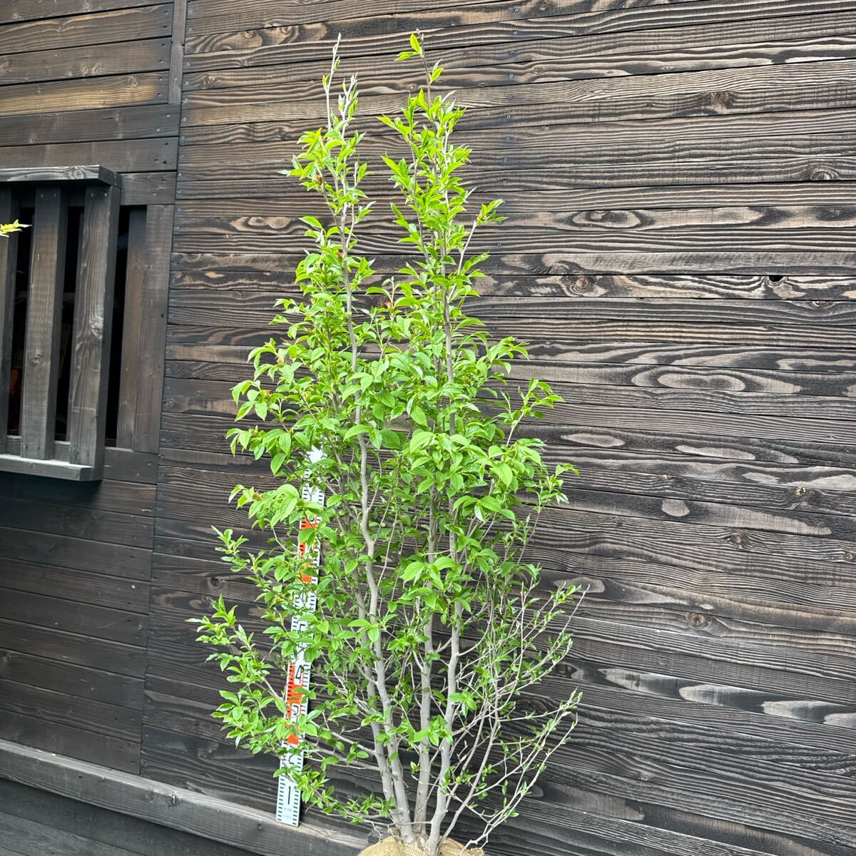 ピンクシャラノキ/ヨアケマエ/夏椿/大株立ち【現品発送】管理70036 ピンクシャラノキ/ヨアケマエ/夏椿/大株立ち管理70036