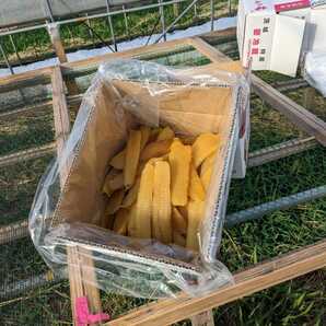 ★全国送料無料★新芋 茨城県産 新芋 干し芋 木小屋のほしいも 紅はるか 平干し 2kg