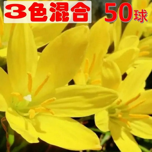 50球ミックス ゼフィランサス 白 黄色 ピンク 球根 可愛い 花苗 3色セット H42