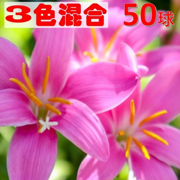 50球混合 ゼフィランサス 黄色 ピンク 白 球根 大量 花苗 3色セット O39