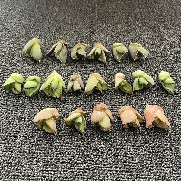 多肉植物 アガベ チタノタ 狼人子株 6株, カニ 子株 5株,万代厳竜 子株 8株 同梱