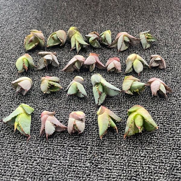 多肉植物 アガベ チタノタ ブラックアンドブルー BB子株 25株同梱