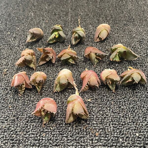 多肉植物 アガベ チタノタ シーザー 子株 13株,海王 子株 4株 同梱