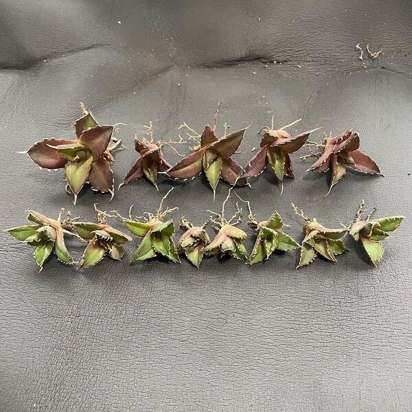 多肉植物 アガベ チタノタ ハデス 小株 5株,フィリグリー 圓葉拇指 小株 8株 発根済