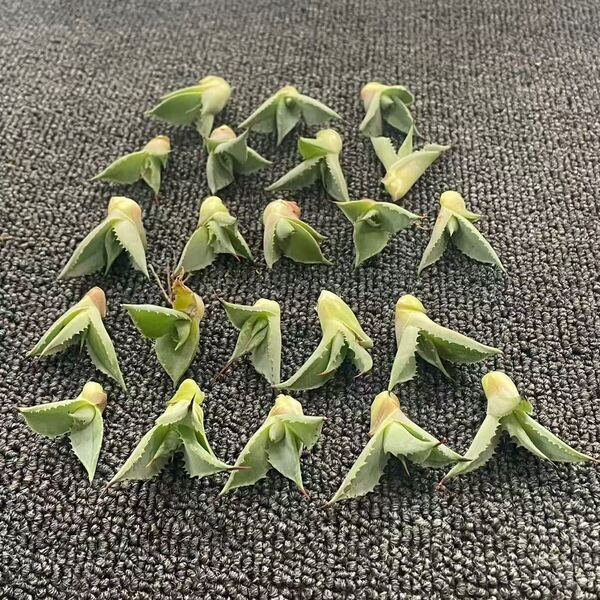 多肉植物 アガベ チタノタ 八荒雷神 子株 22株同梱