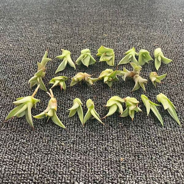 多肉植物アガベ 雷帝甲蟹錦 子株 6株,バーントバーガンディ錦 子株 14株 同梱